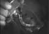 Kohout, Chadima, Grunt, Faix, Polanský, Žďárský, Honzák: přírodovědné filmy